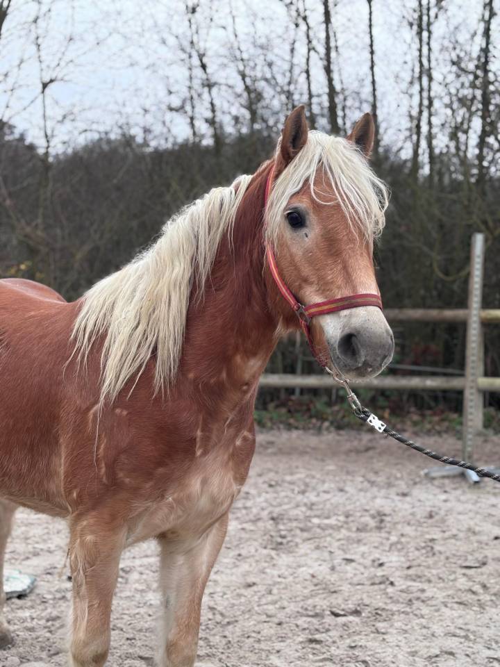 Poney d pleins papiers haflinger
