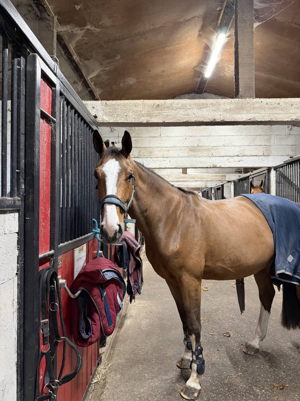 &Agrave; vendre jument 