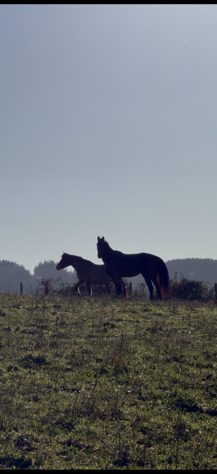 Ouverture de pension?