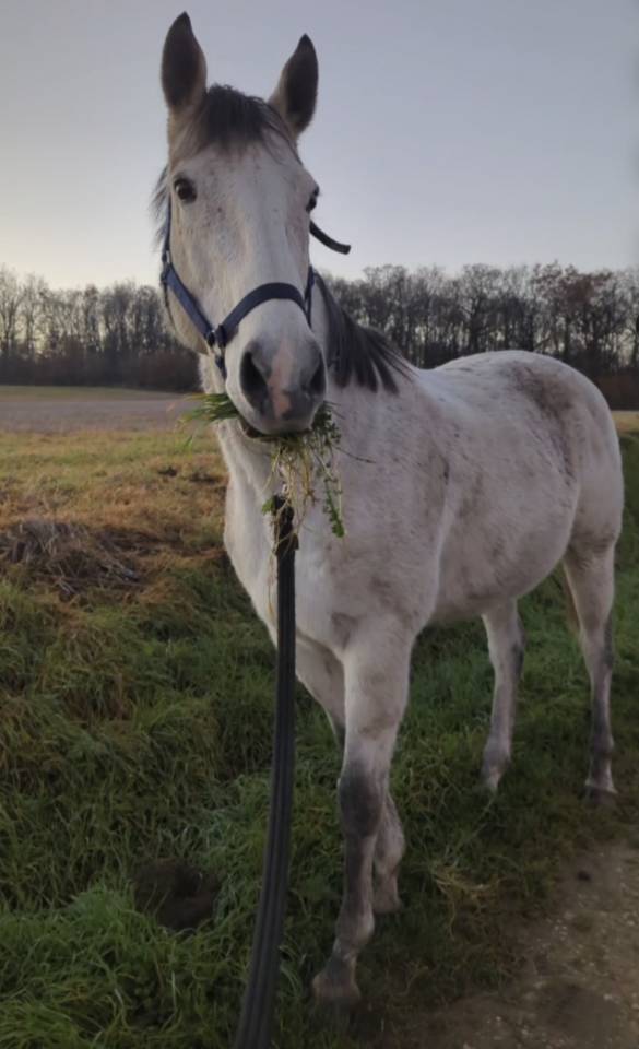 Cheval Pur sang &agrave; vendre