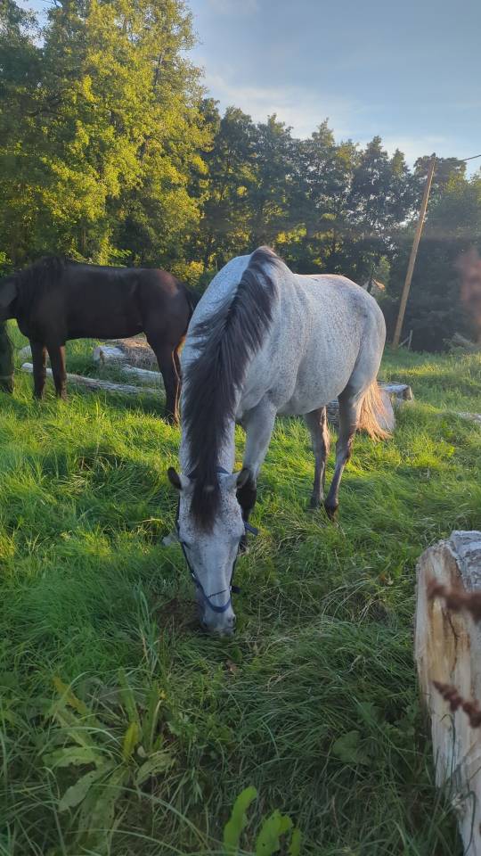 Cheval Pur sang &agrave; vendre