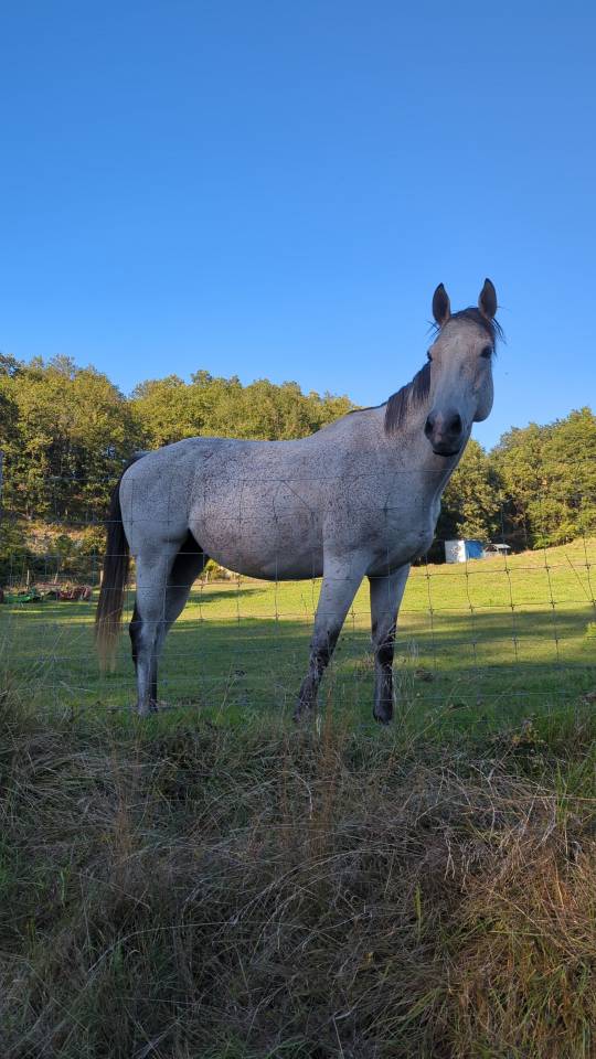 Cheval Pur sang &agrave; vendre