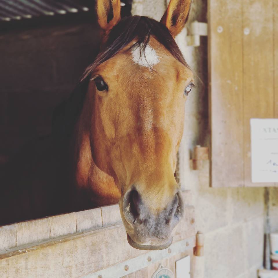 Pension pour chevaux / poney 