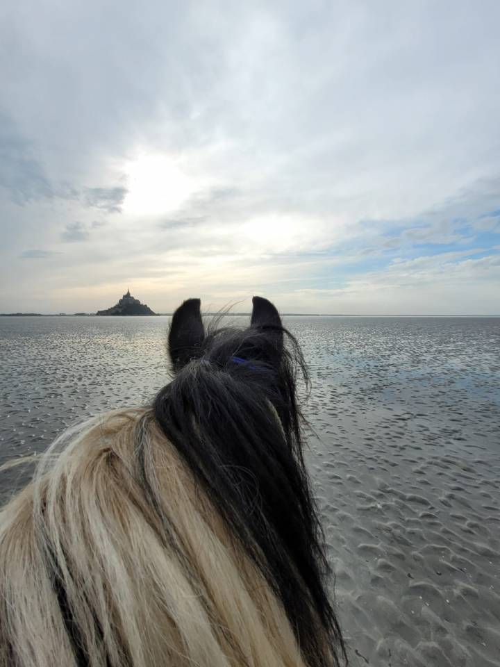 Pension pour chevaux / poney 