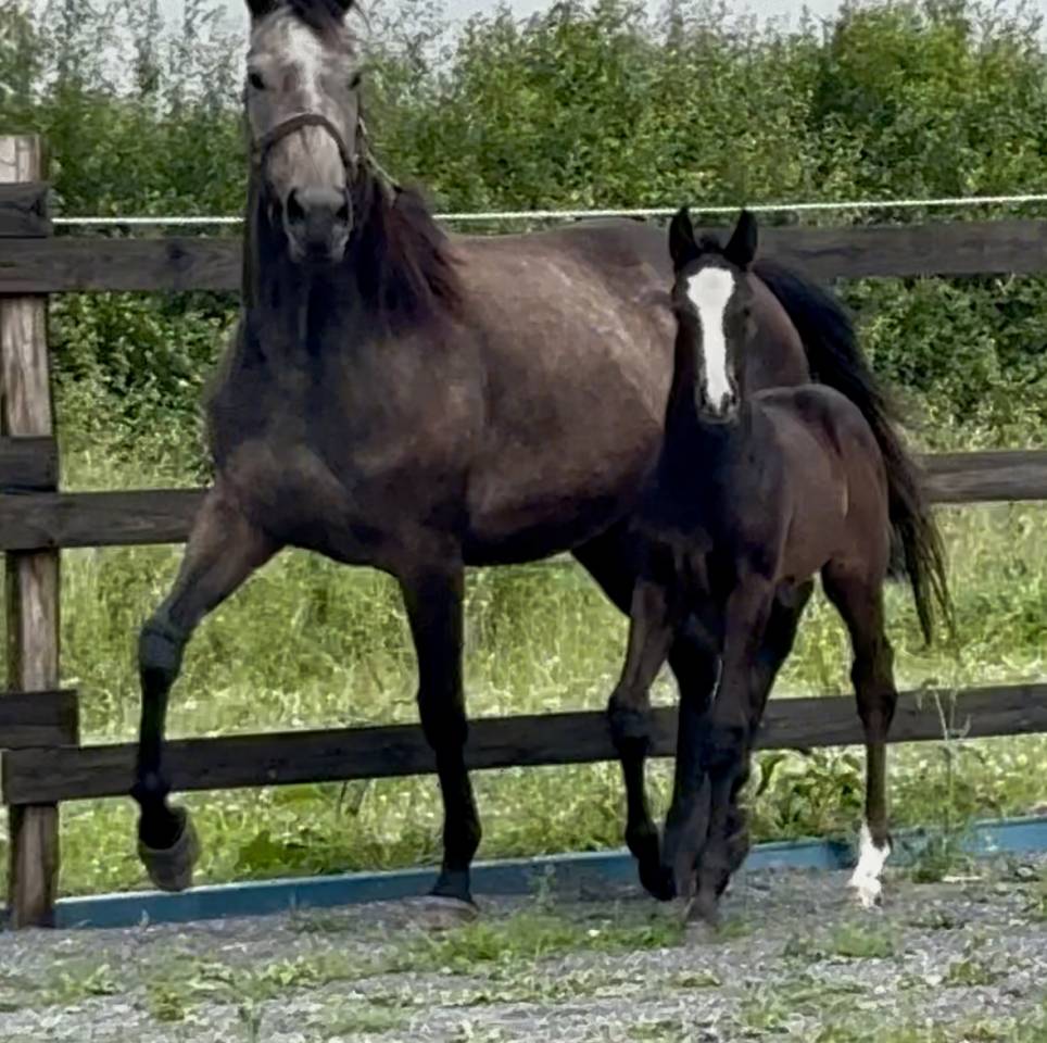 Jument poulini&egrave;re 6 ans pleine 