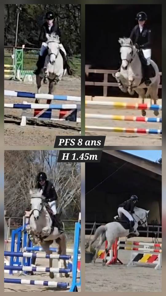 Poney Fran&ccedil;ais de Selle