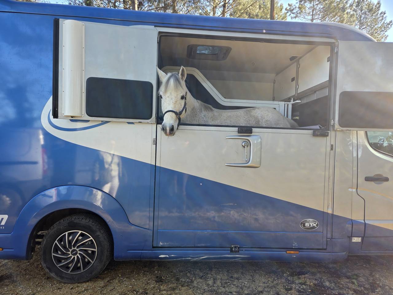 Poney Fran&ccedil;ais de Selle