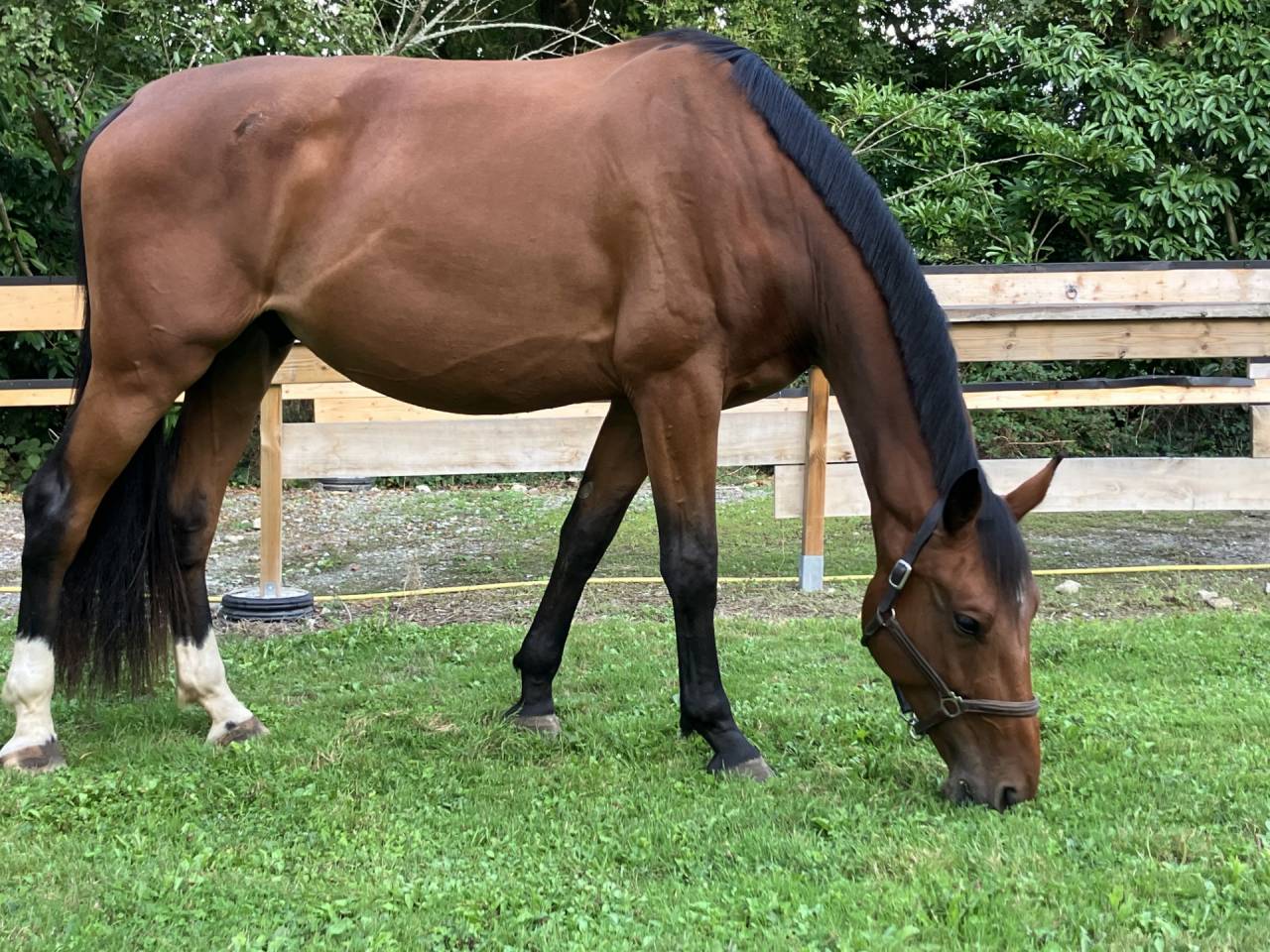 cheval selle fran&ccedil;ais