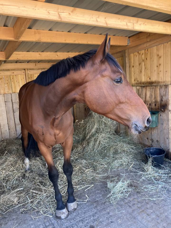 cheval selle fran&ccedil;ais