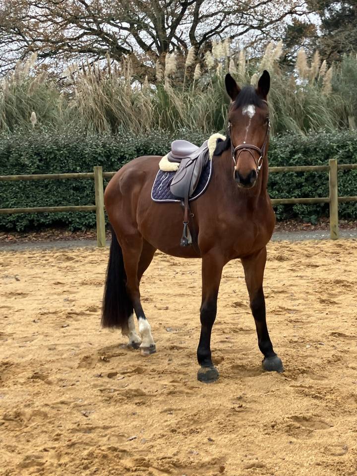 cheval selle fran&ccedil;ais