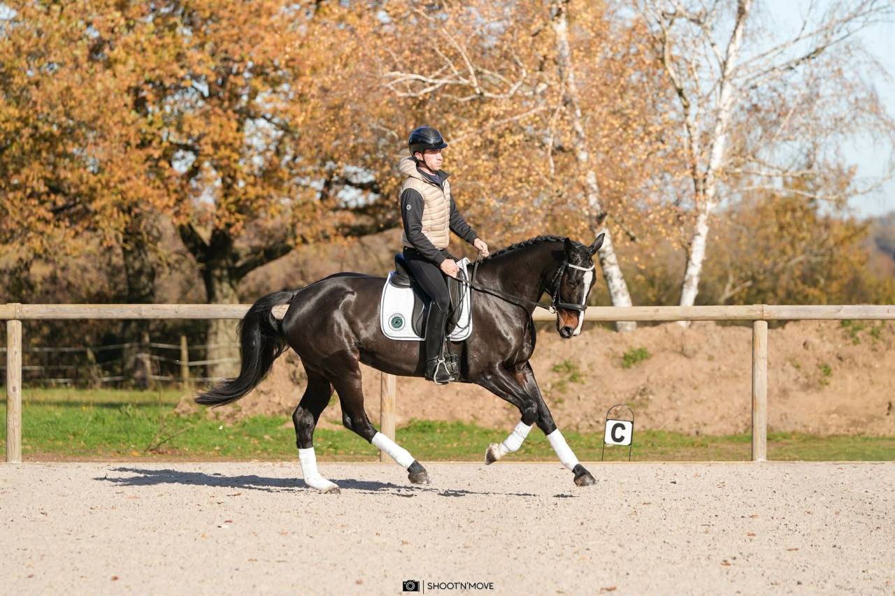  Jument - Oldenbourg - 5 ans - Dressage - France 