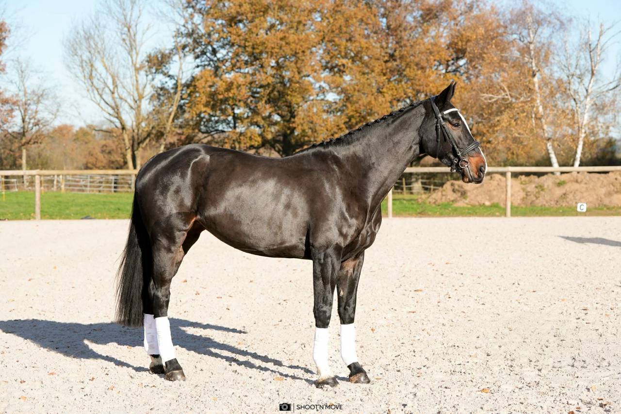  Jument - Oldenbourg - 5 ans - Dressage - France 