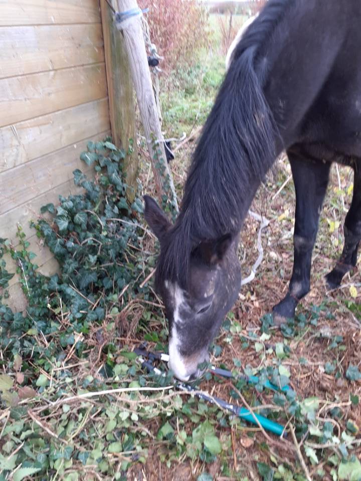 Jument Z &agrave; vendre 