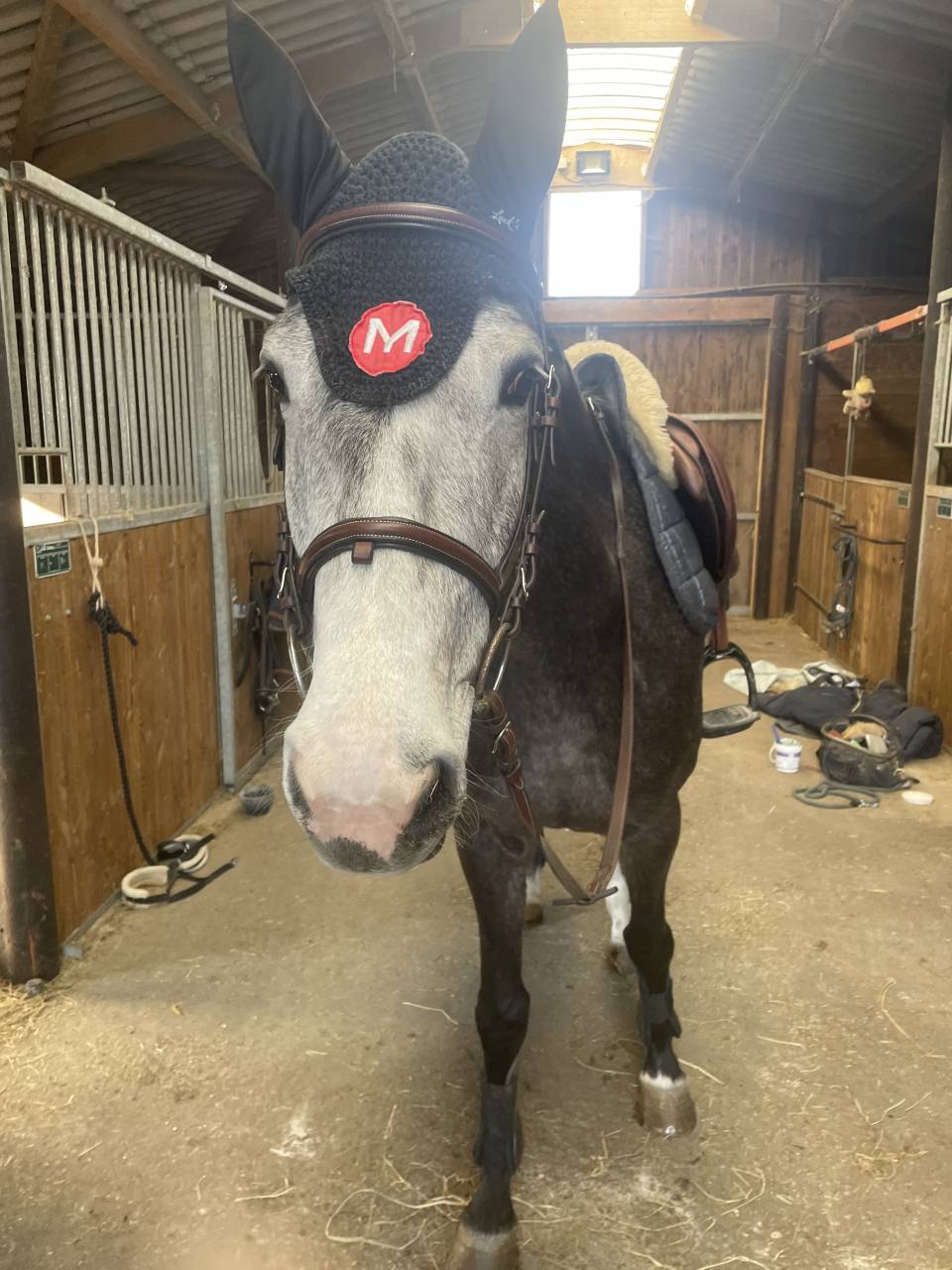 Jument Z &agrave; vendre 