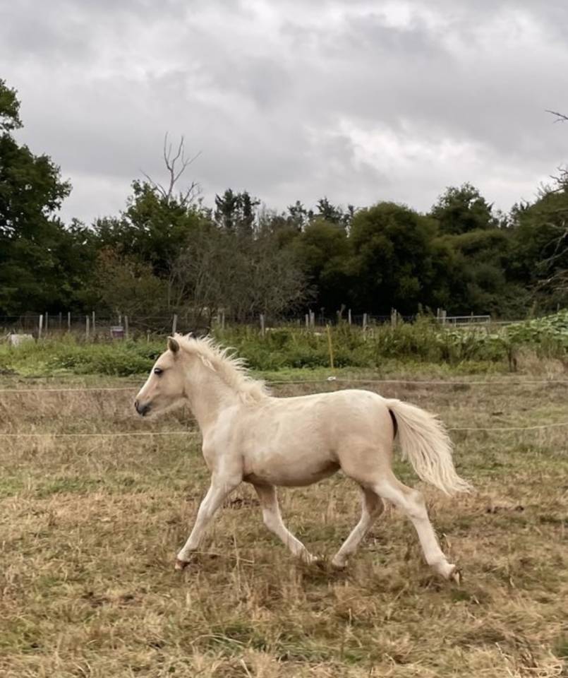 Poney B pie palomino