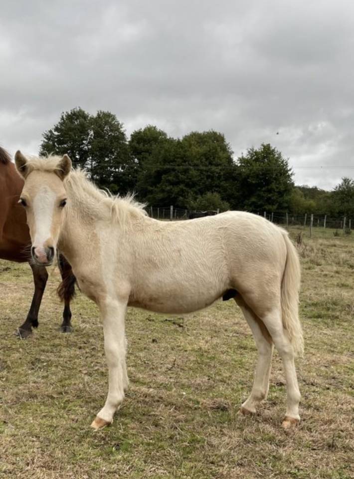 Poney B pie palomino