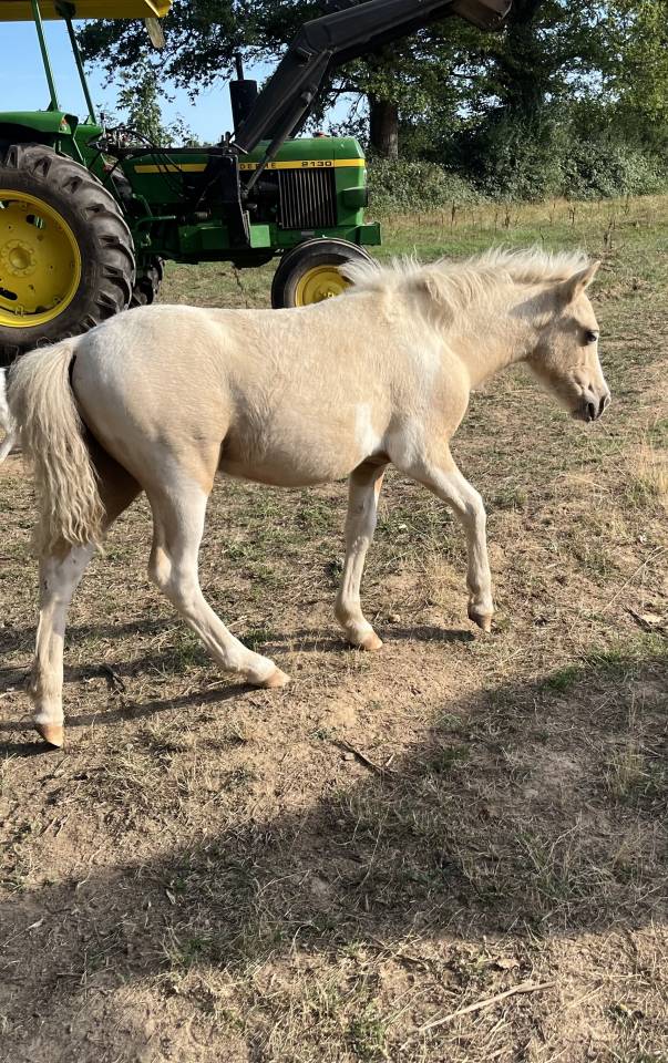 Poney B pie palomino