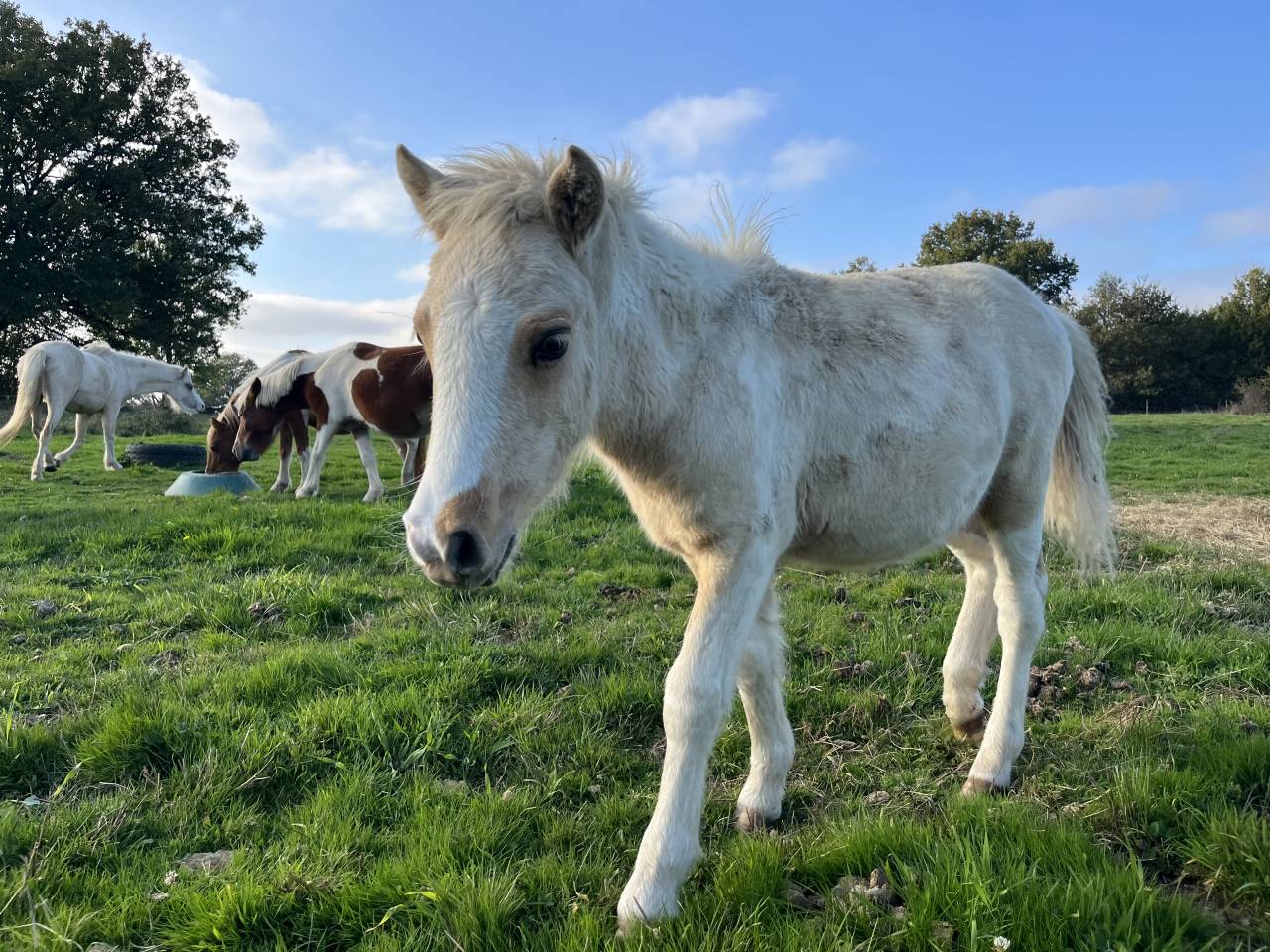 Poney B pie palomino