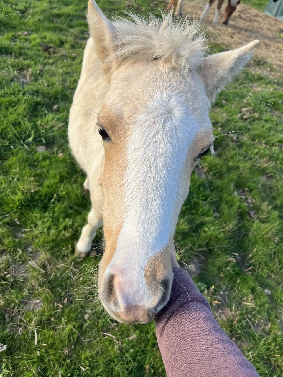Poney B pie palomino