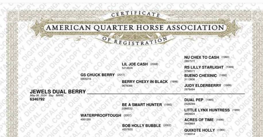 Pouliche Quarter Horse PP 2024