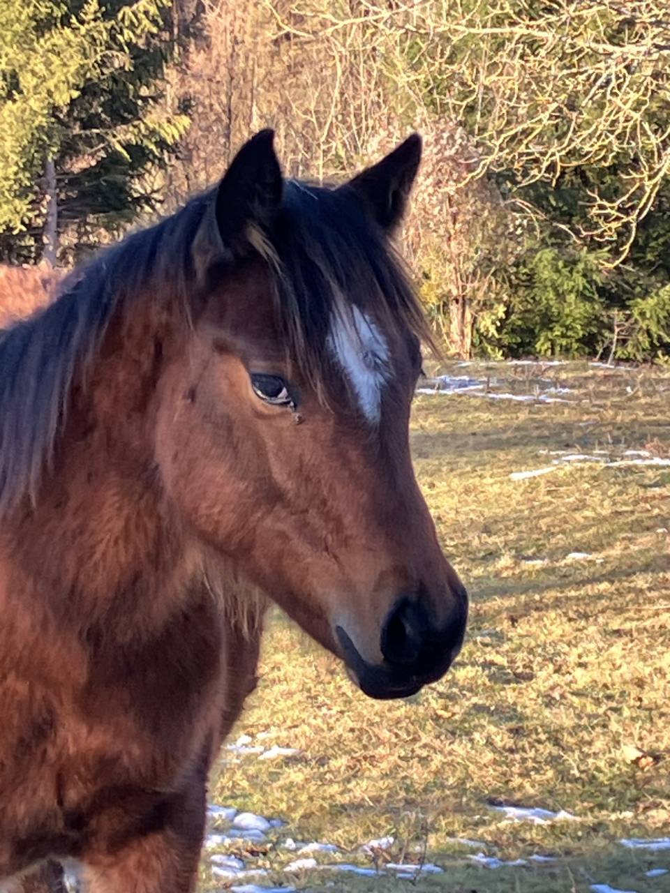 Pouliche Quarter Horse PP 2024
