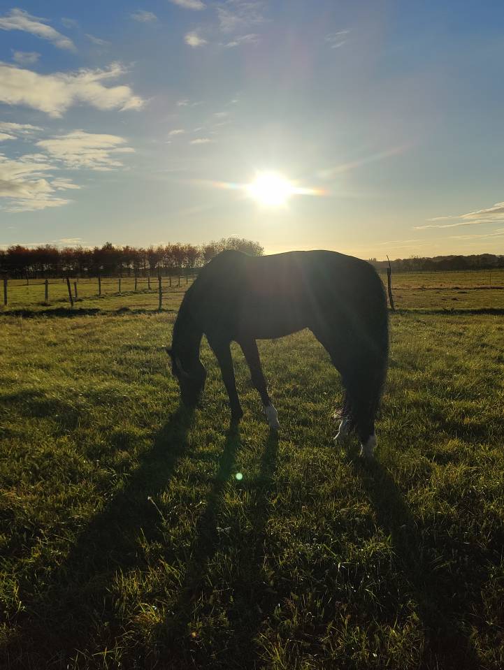 &Eacute;curie de propri&eacute;taire - pension chevaux - cours 