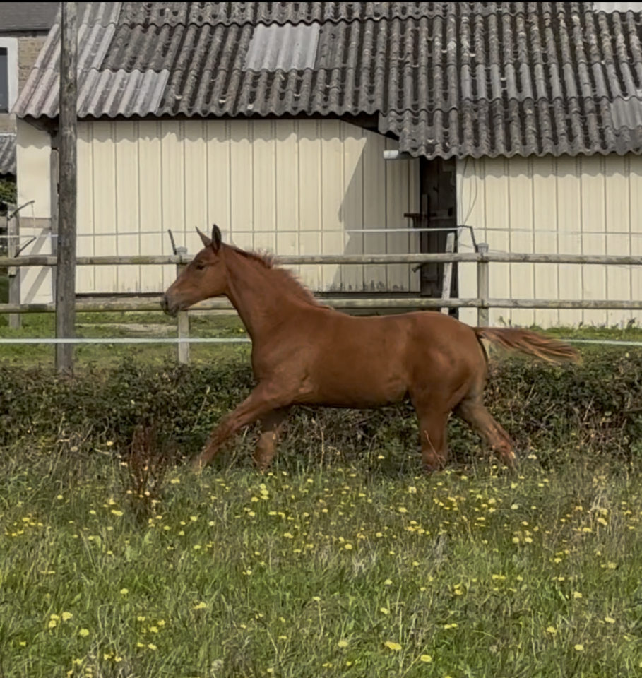 Pouliche alezane 2025 par Ulahop Boy SF