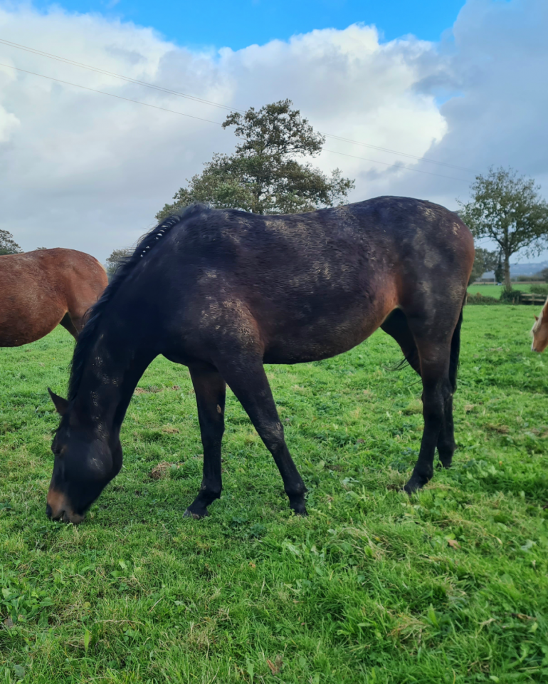 Jument 5 ans par By Ceira d'Ick  pour reproduction