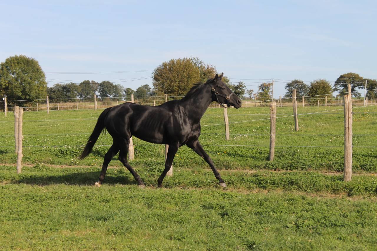 jument pour compagnie