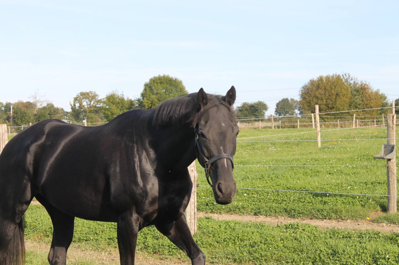 jument pour compagnie