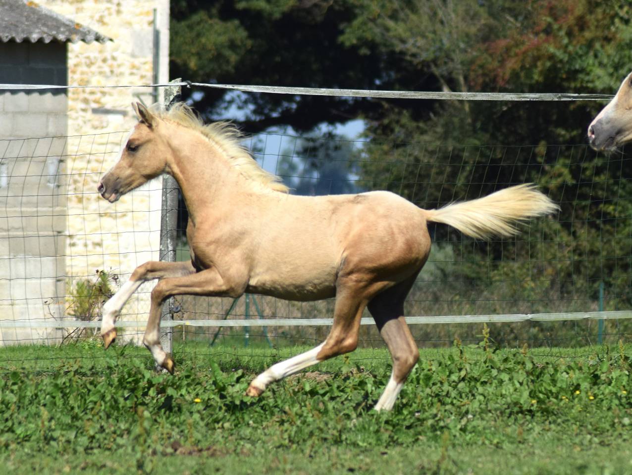 Welsh pony pp, pouliche 2025, palomino