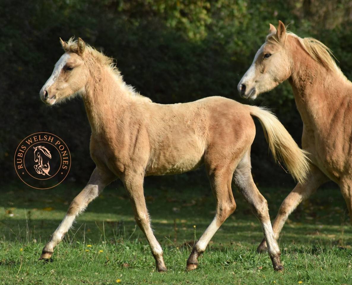 Welsh pony pp, pouliche 2025, palomino