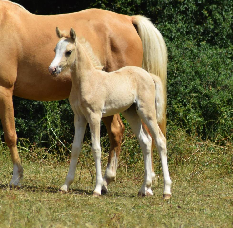 Welsh pony pp, pouliche 2025, palomino