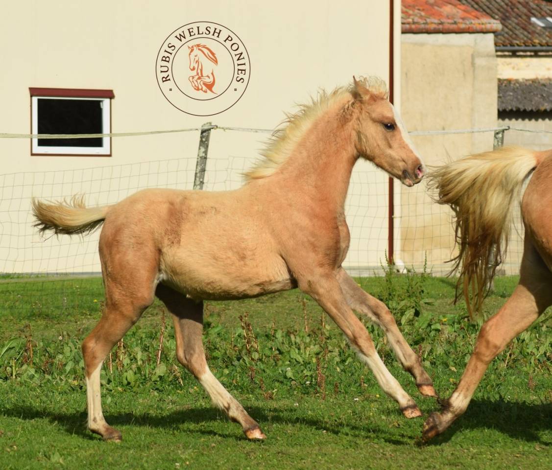 Welsh pony pp, pouliche 2025, palomino