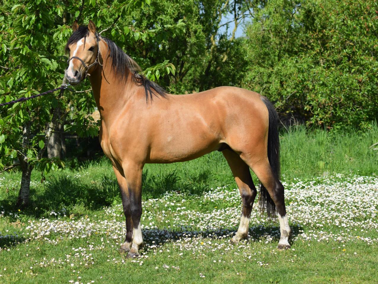 Welsh pony pp, pouliche 2025, palomino
