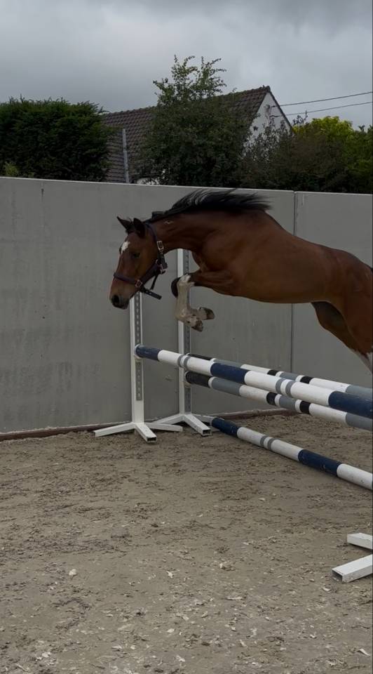 &Agrave; vendre &ndash; Ponette de 3 ans, pie baie