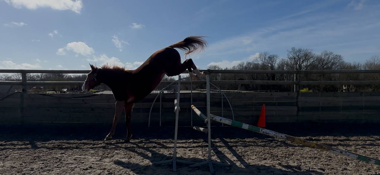 Jument gros potentiel Amateur en tout point