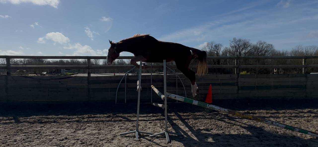 Jument gros potentiel Amateur en tout point