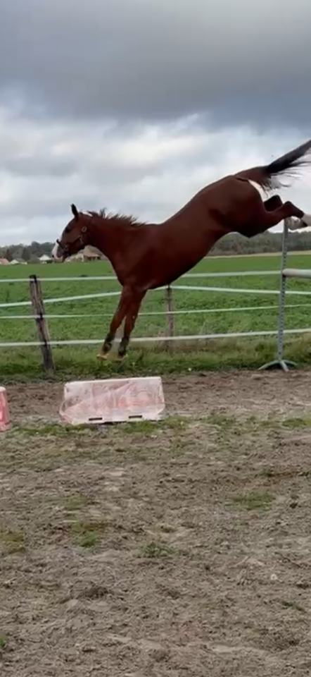 Jument gros potentiel Amateur en tout point