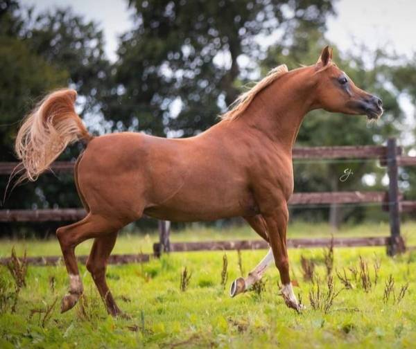 Jument pur sang arabe pleine