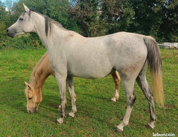 Jument pur sang arabe pleine