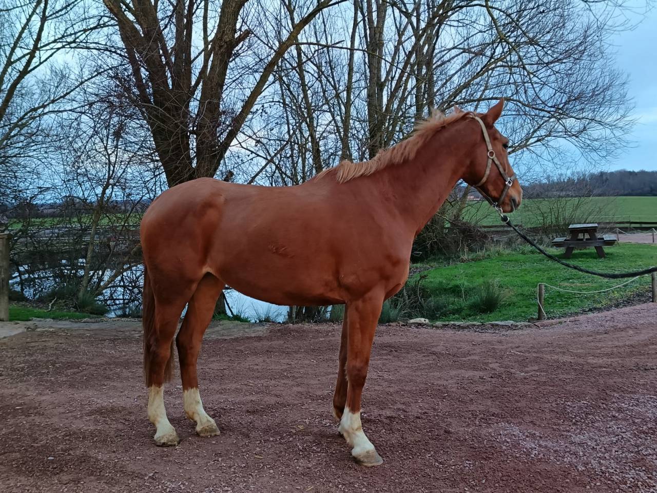 Ladiva de la combelle