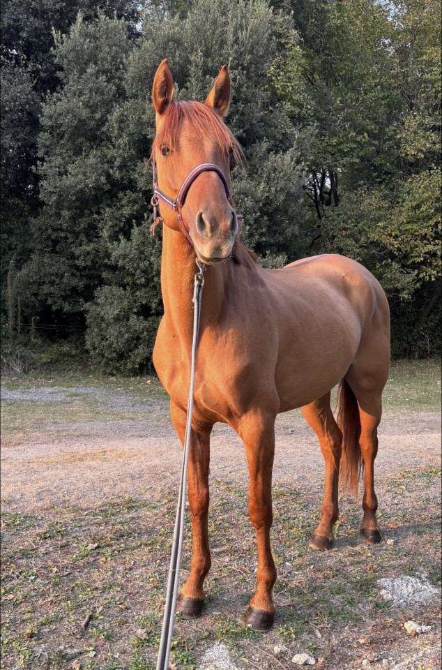 Cheval &agrave; vendre 