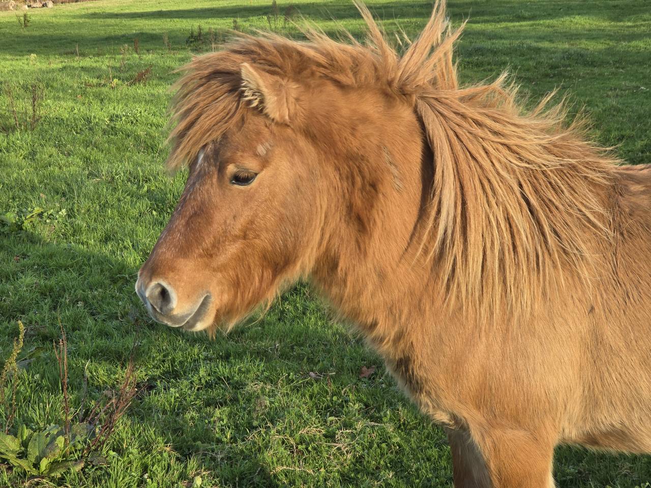 M&acirc;le shetland alezan dun standard 