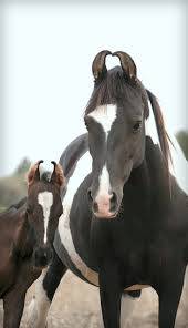 cheval marwarie de 4ans