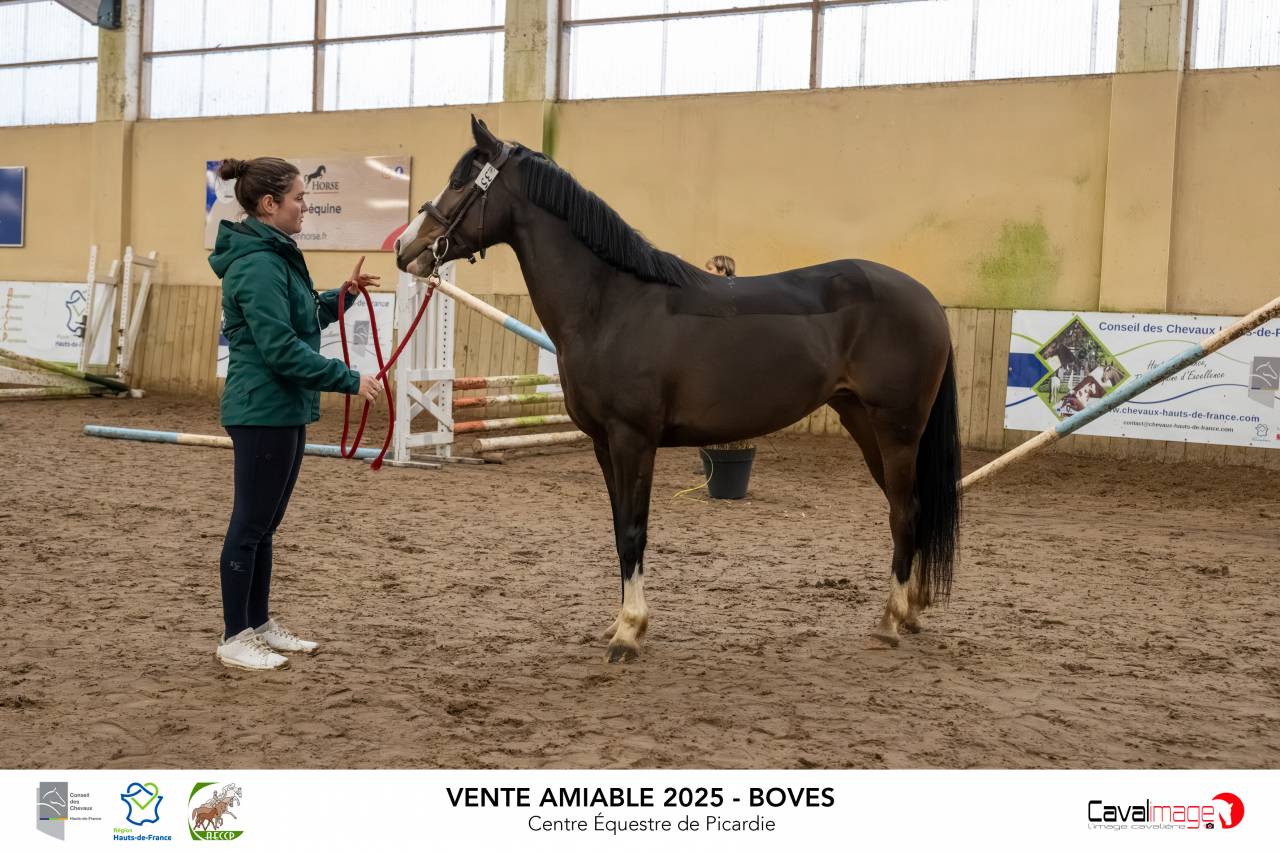 Ponette de concours 