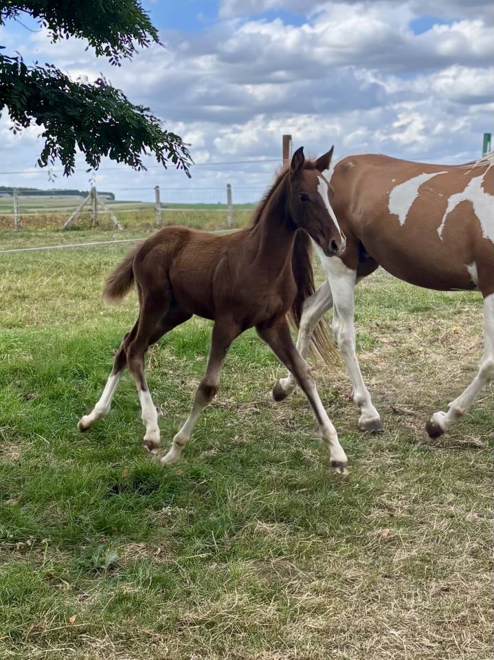 &Agrave; r&eacute;server &ndash; Pouliche n&eacute;e en juillet 2025 