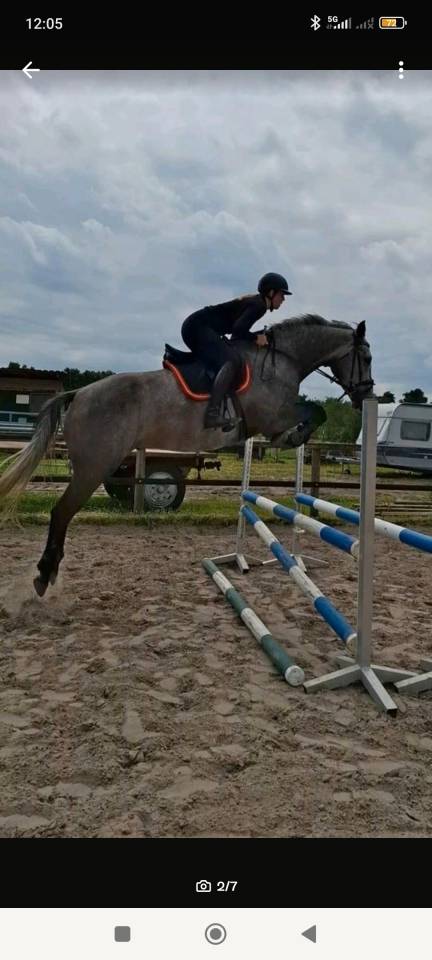 Jeune holsteiner hongre de 4ans 