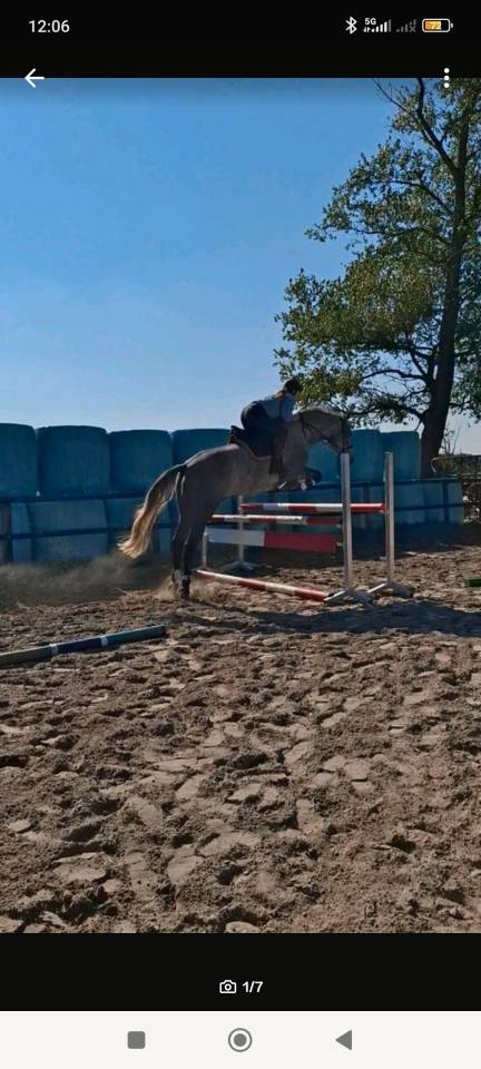 Jeune holsteiner hongre de 4ans 