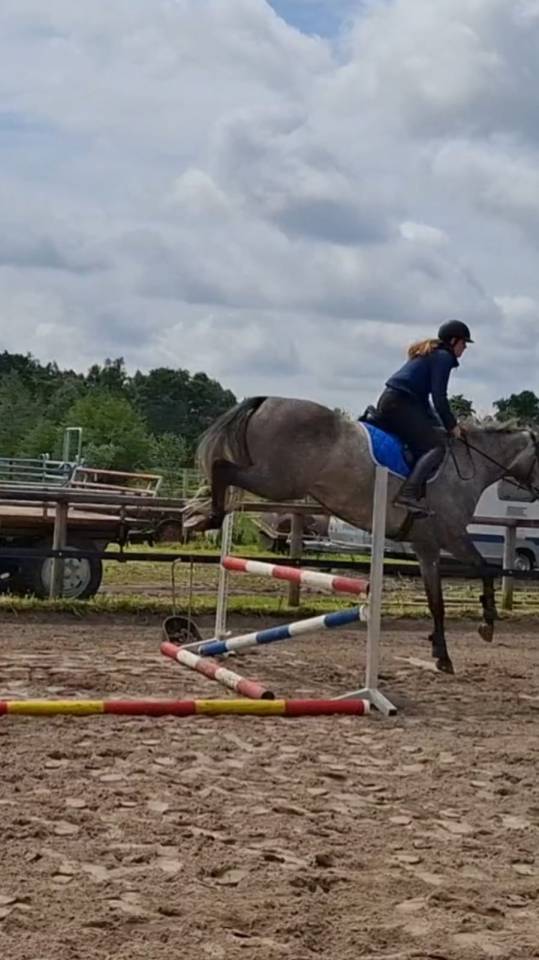 Jeune holsteiner hongre de 4ans 